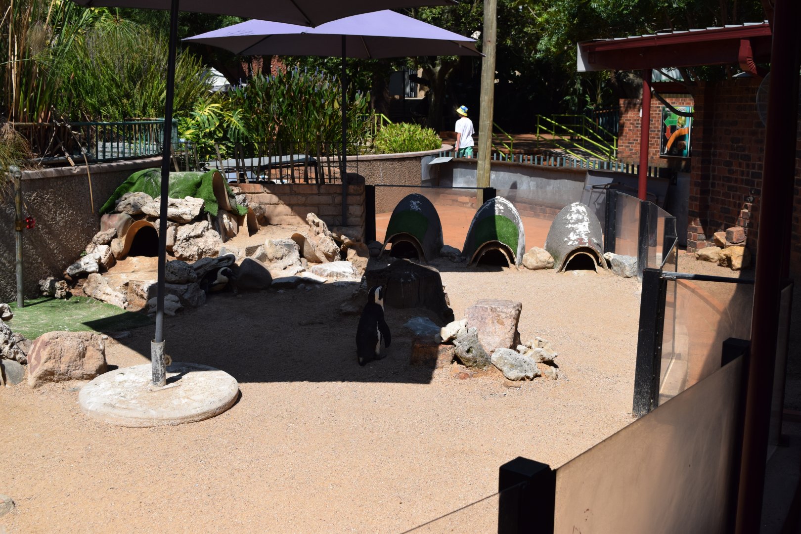 African Penguin Enclosure, land area (Spheniscus demersus)