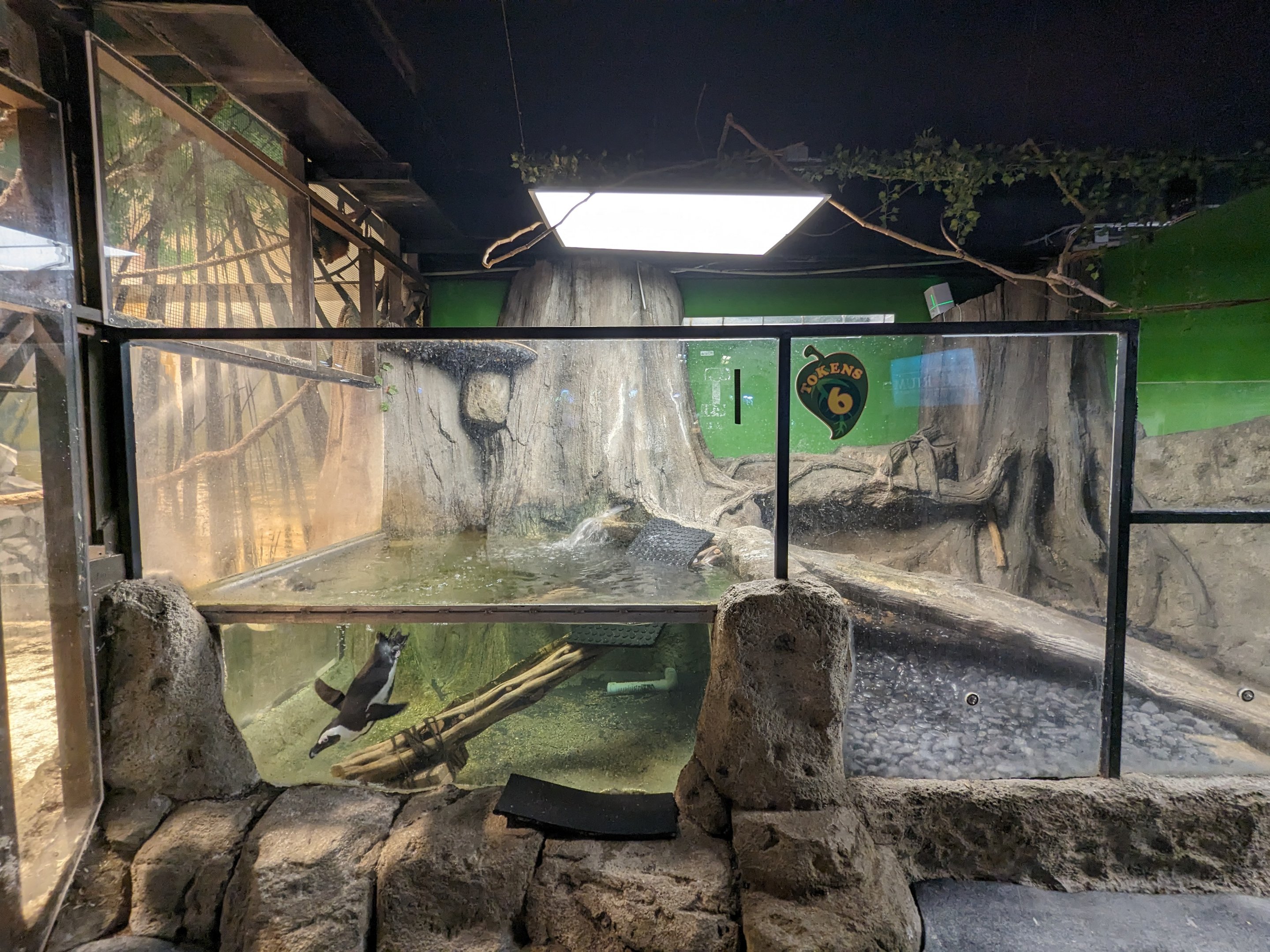 African penguin enclosure pool