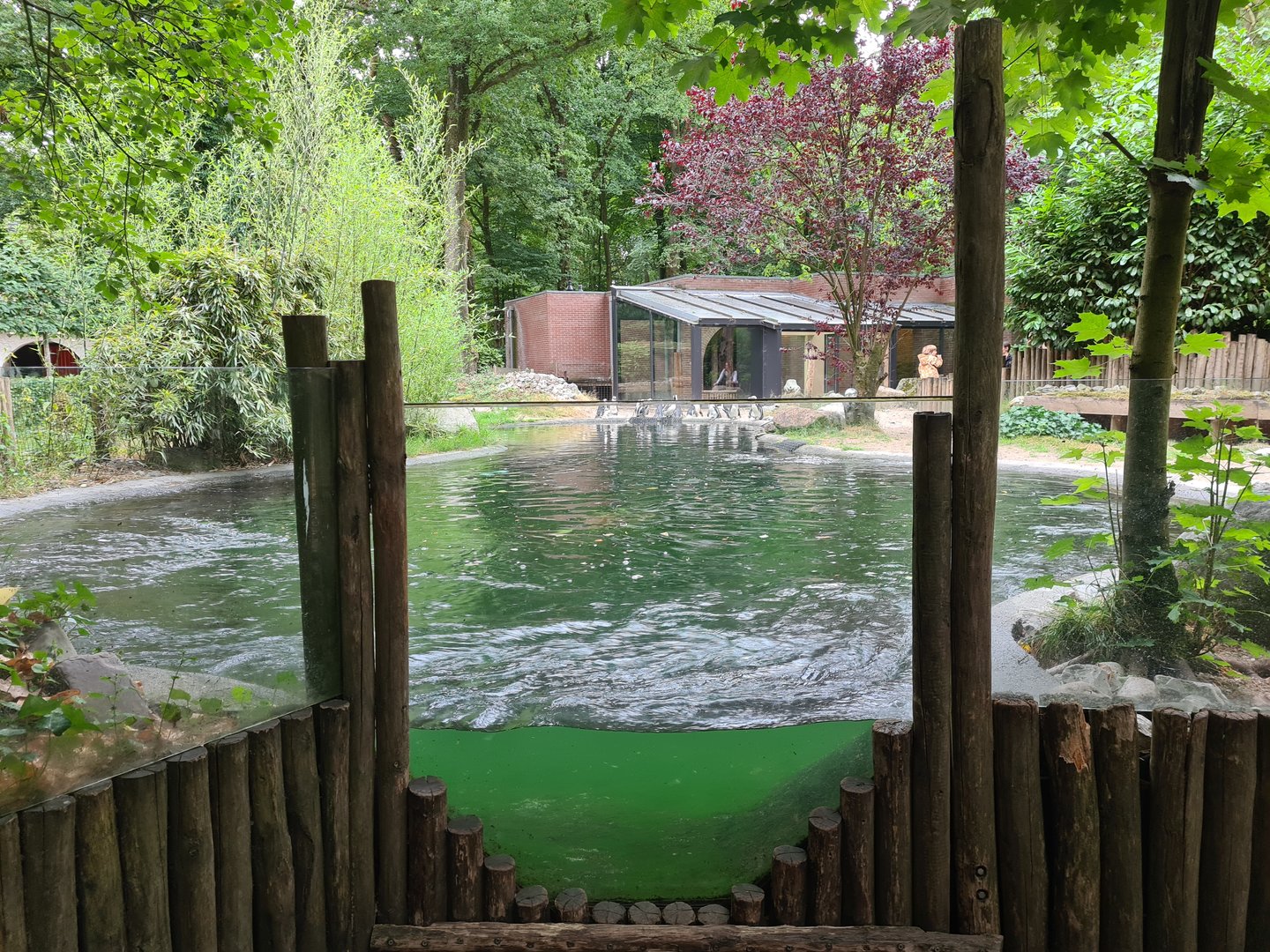 African penguin enclosure - Underwater viewing and Whirlpool