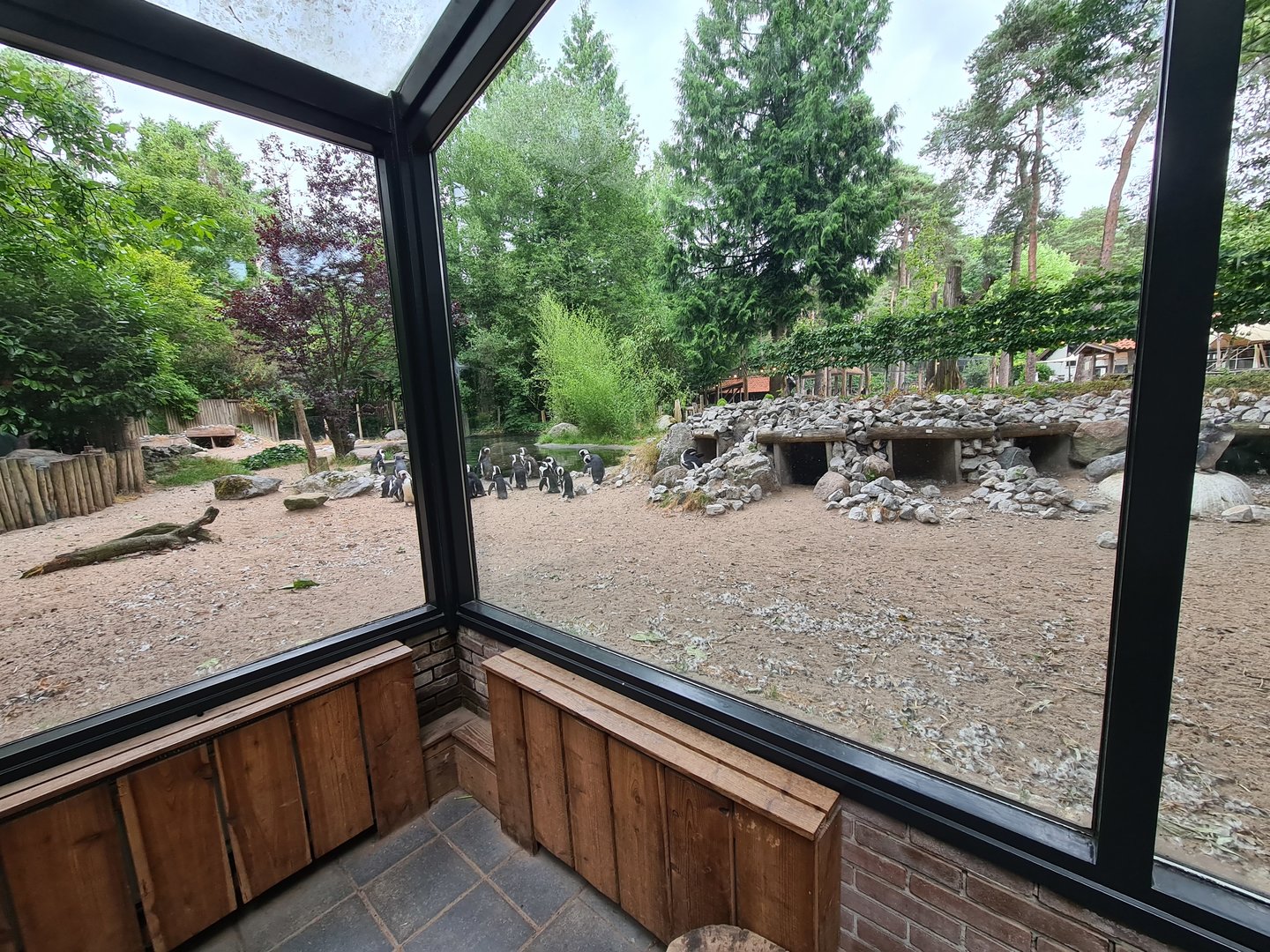 African penguin enclosure viewed from Indian Rhinoceros house
