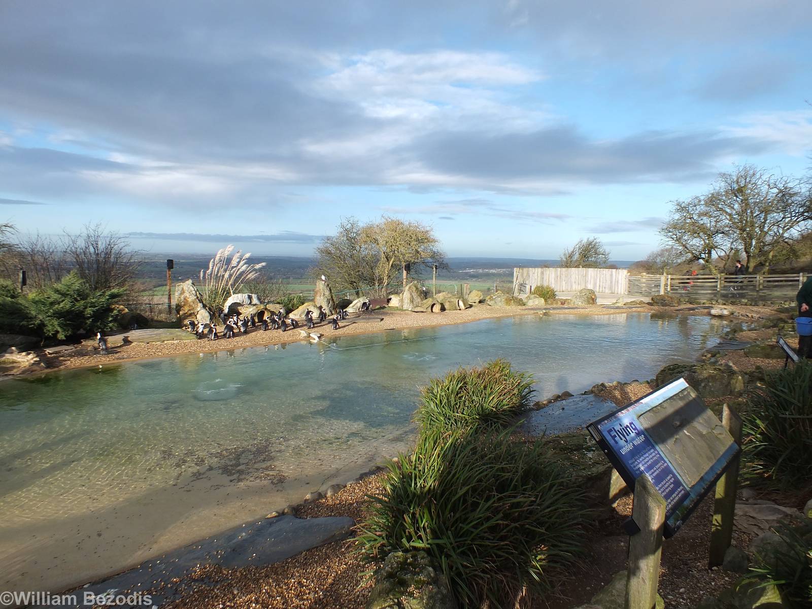 African Penguin Enclosure with a View