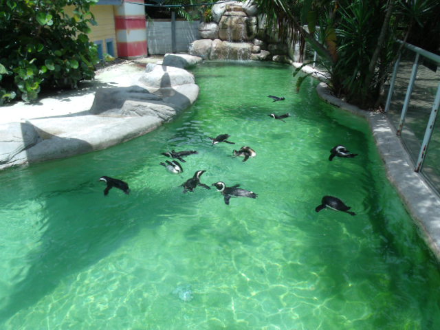 African Penguin Enclosure