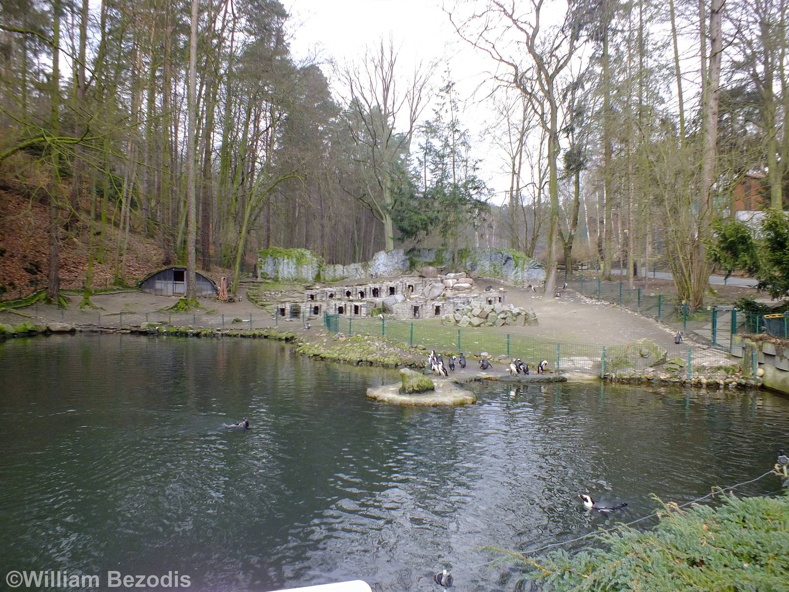 African Penguin Enclosure