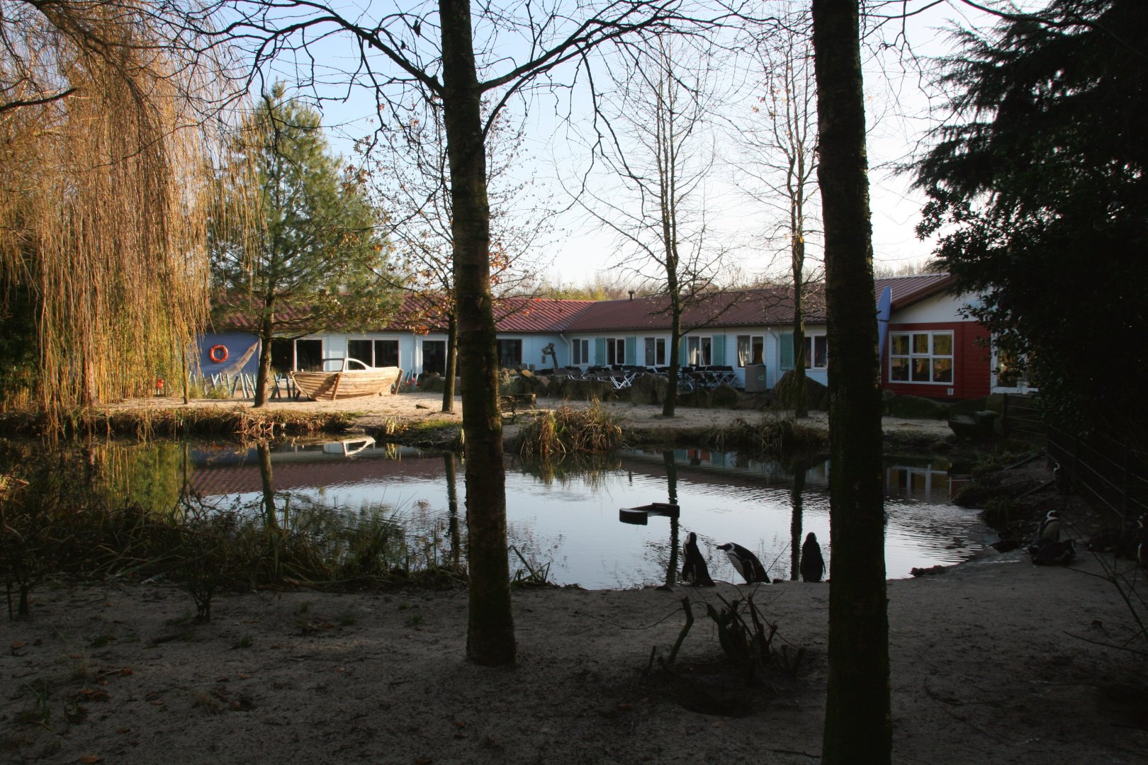 African penguin enclosure