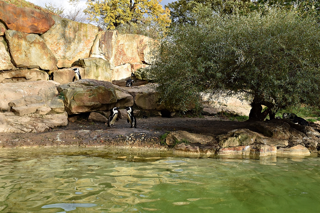 African penguin - Enclosure