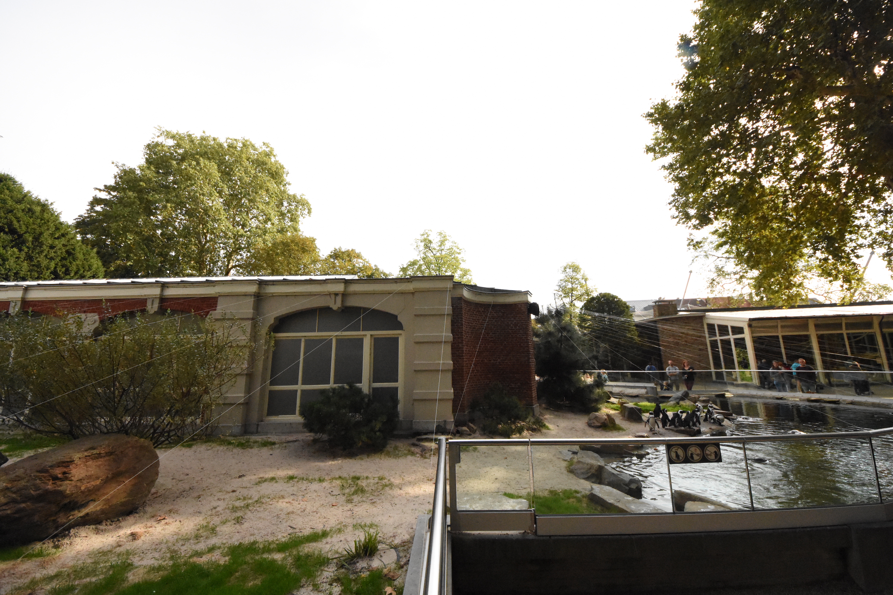 African penguin enclosure