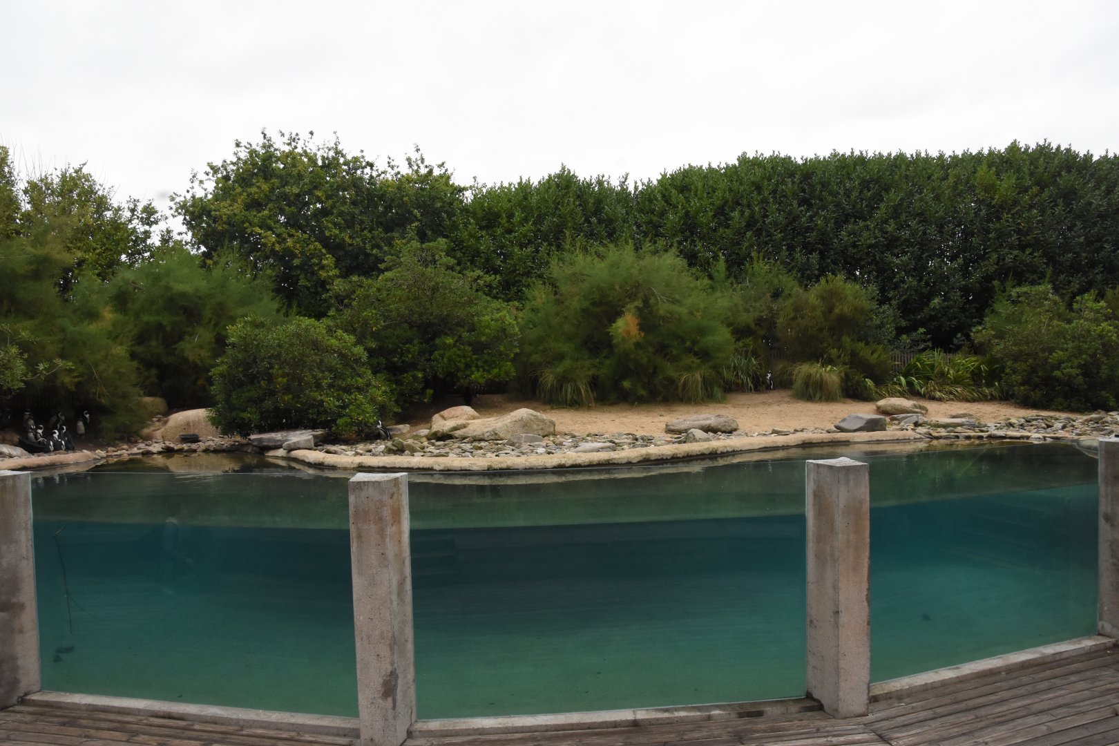 African Penguin enclosure
