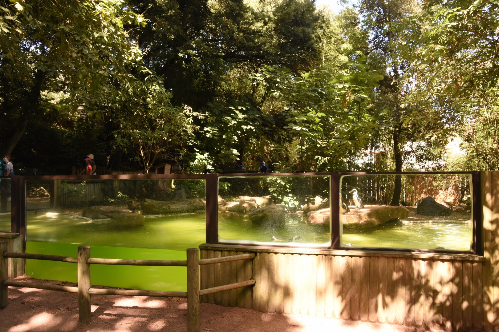 African Penguin enclosure