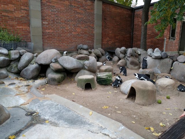 African Penguin Enclosure