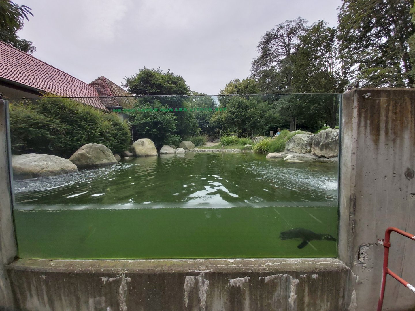 African penguin enclosure