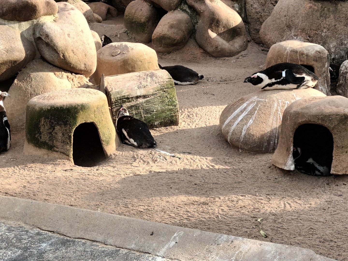 African Penguin Enclosure