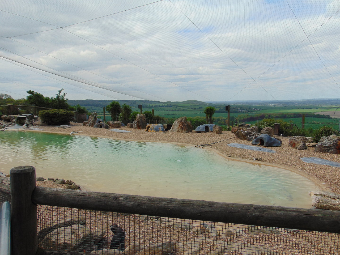 African Penguin Enclosure