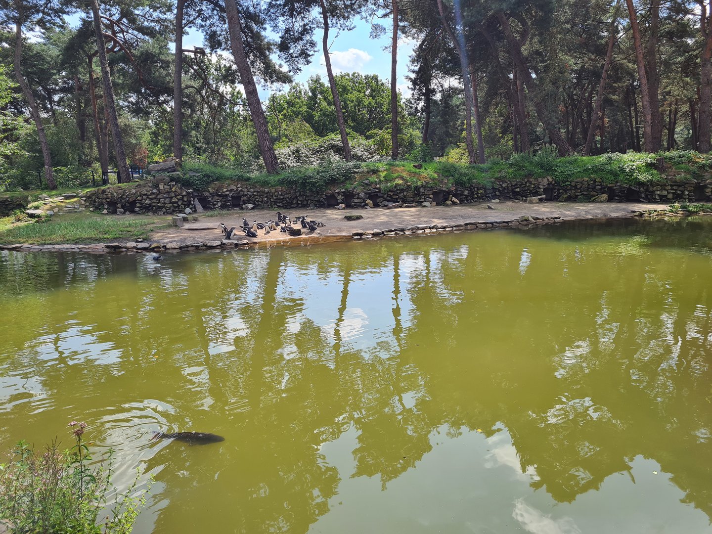 African penguin enclosure