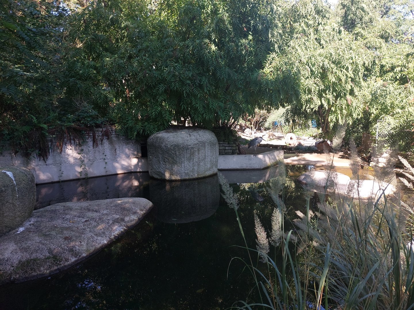 African penguin enclosure