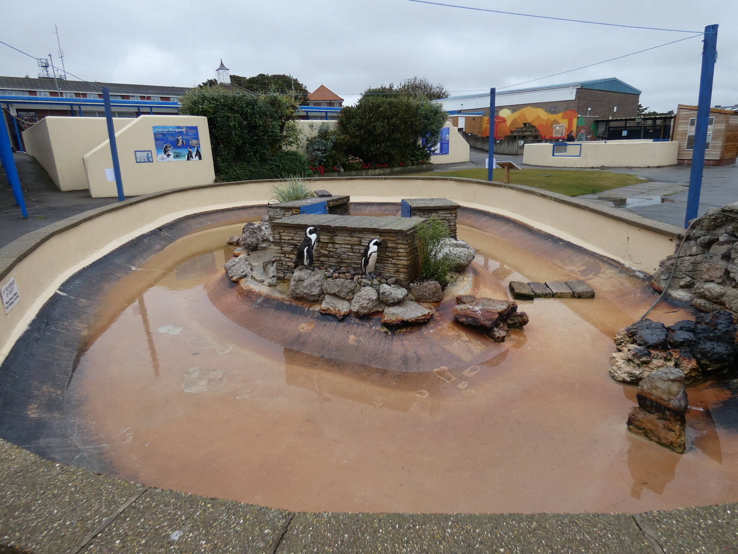 African penguin enclosure