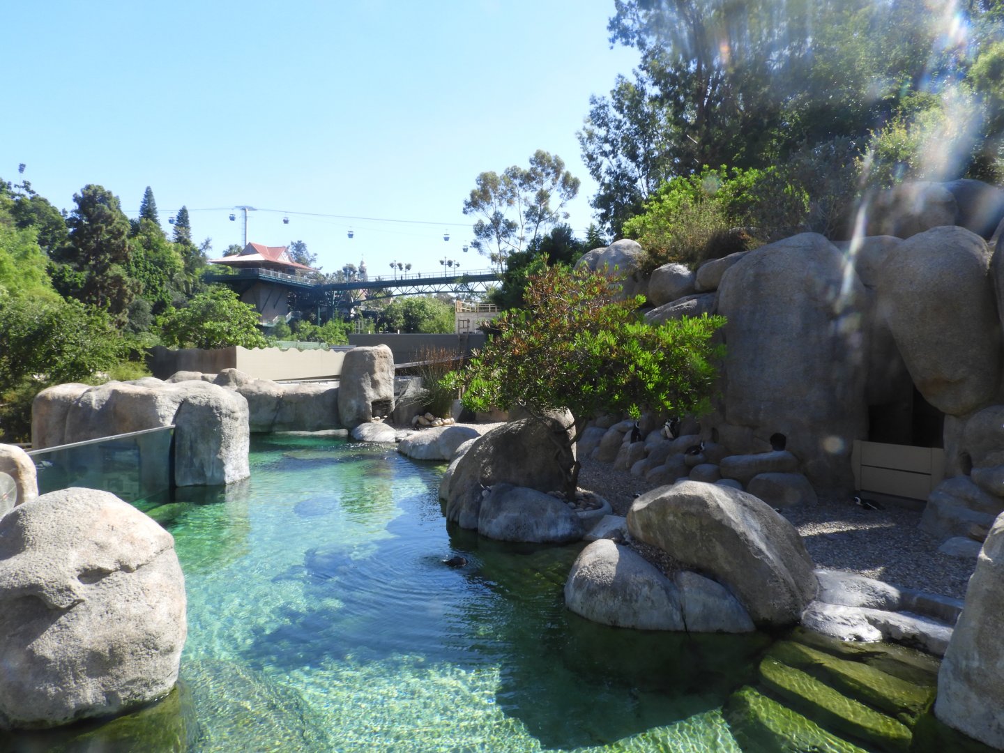 African penguin enclosure