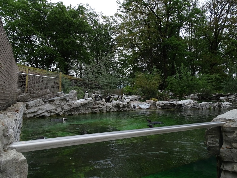 African penguin enclosure