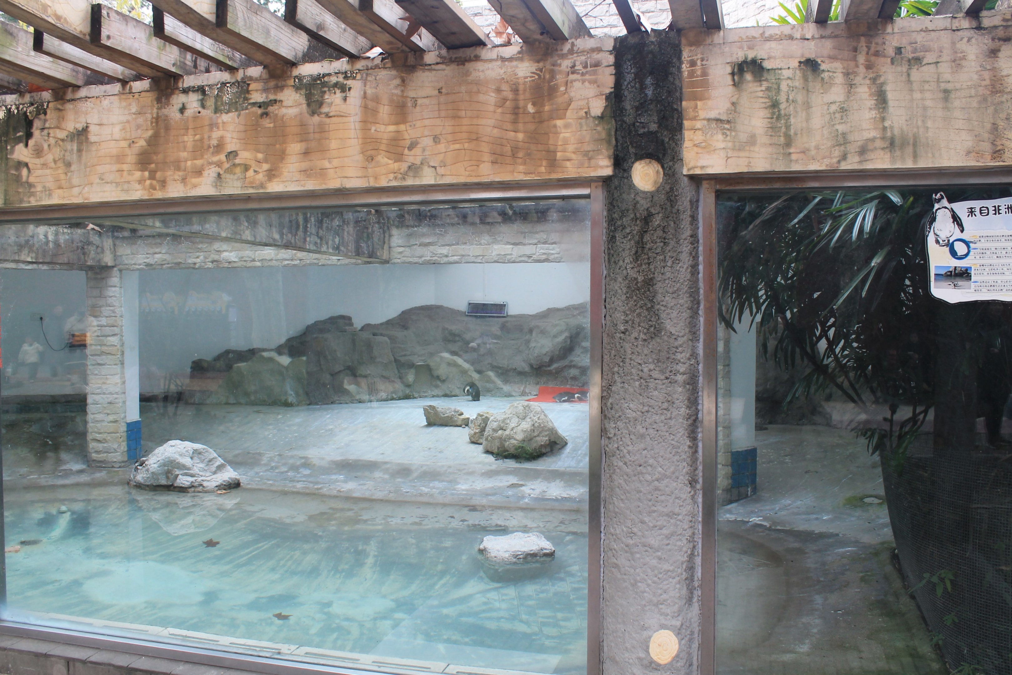 African Penguin enclosure