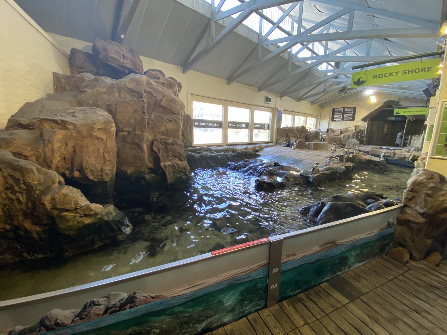 African penguin enclosure