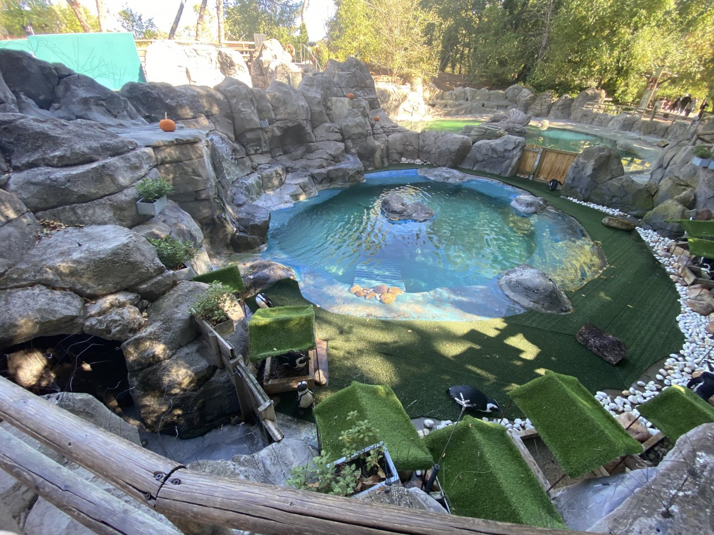 African penguin enclosure
