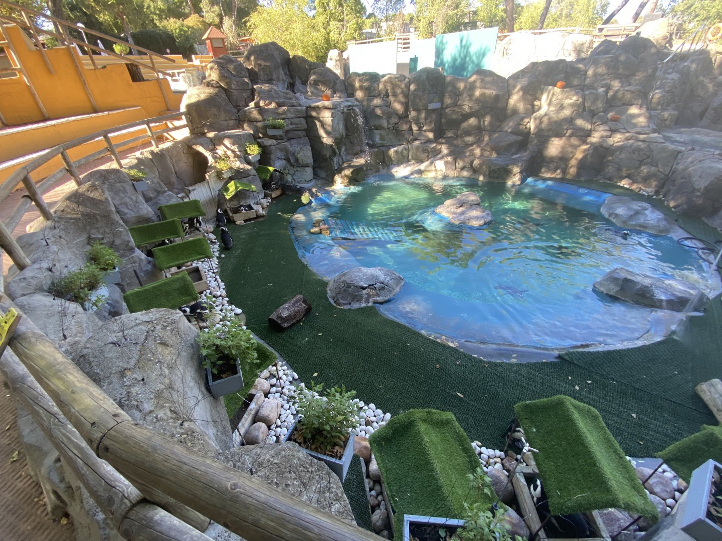 African penguin enclosure