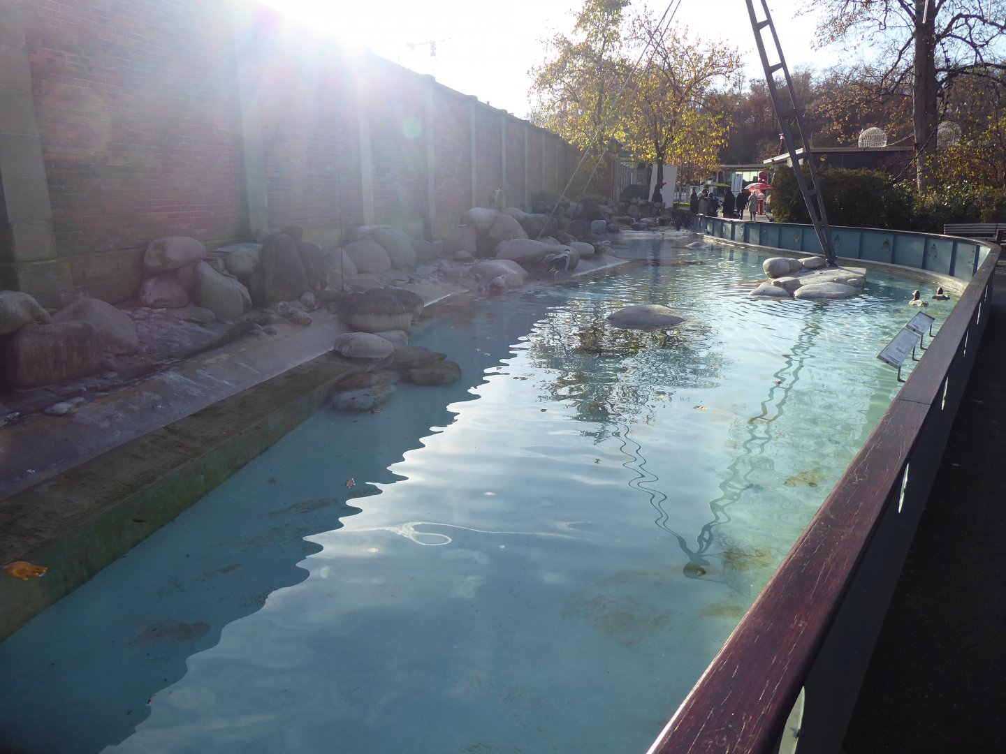 African penguin exhibit 011218