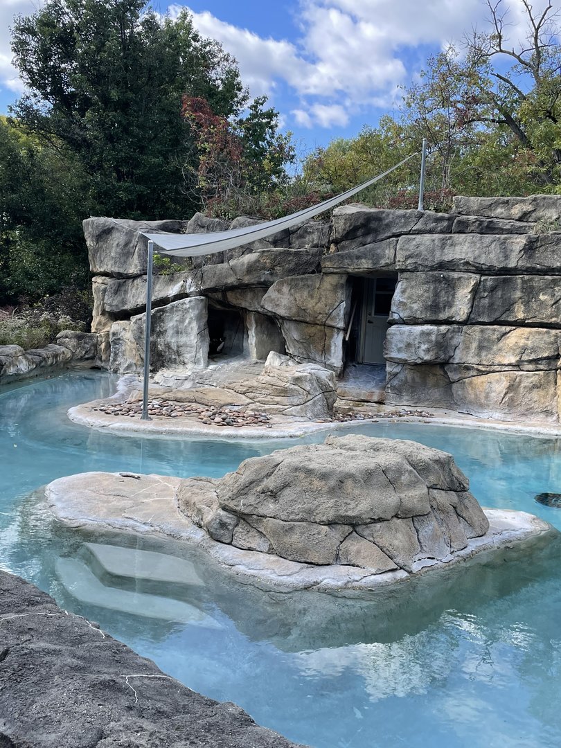 African Penguin Exhibit (10/16/21)