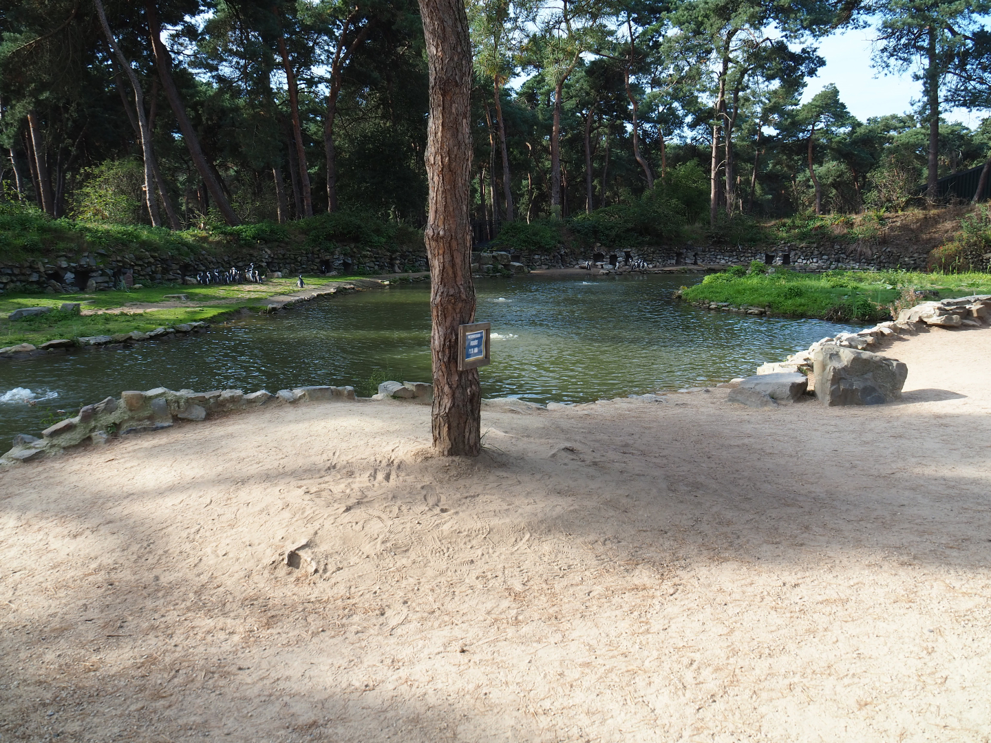 African penguin exhibit, 2019-09-15