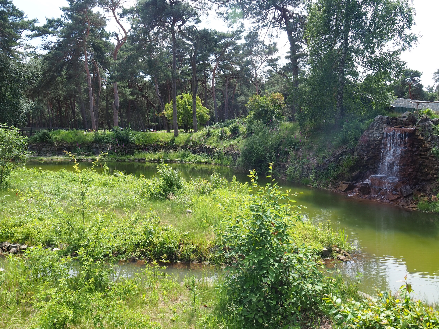 African penguin exhibit, 2022-06-12