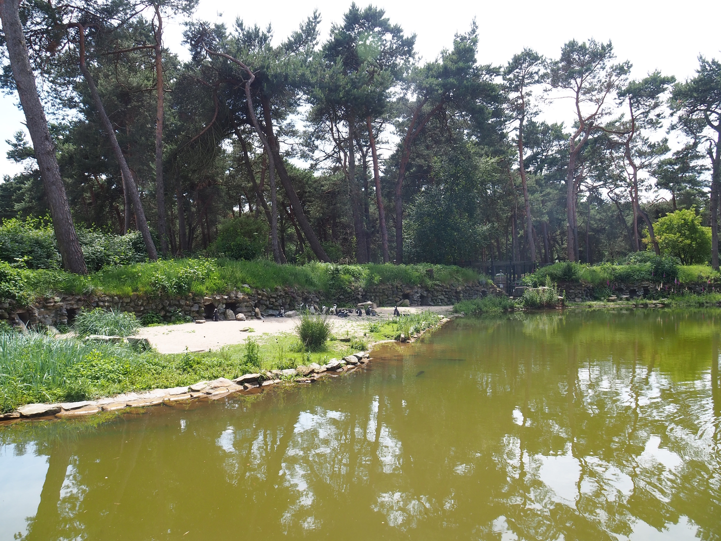 African penguin exhibit, 2022-06-12