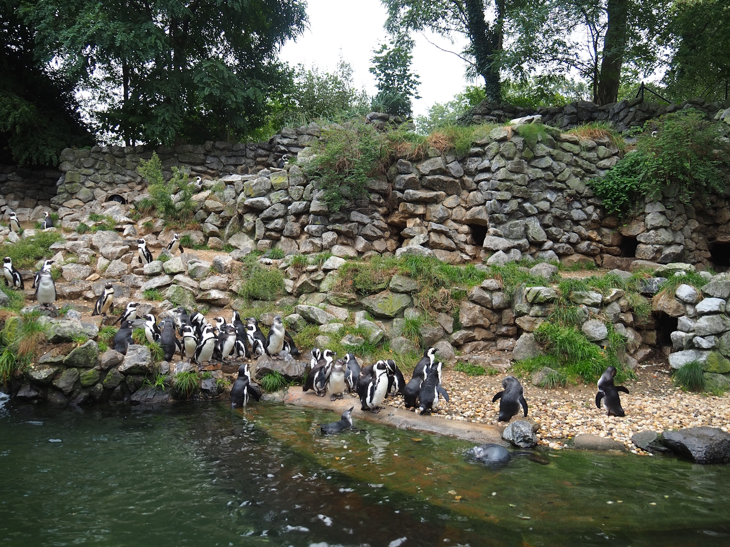 African penguin exhibit, 2023-10-07