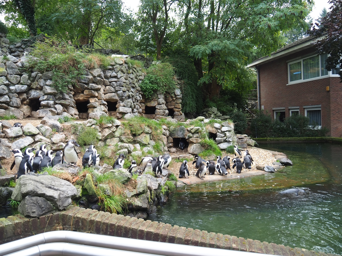 African penguin exhibit, 2023-10-07