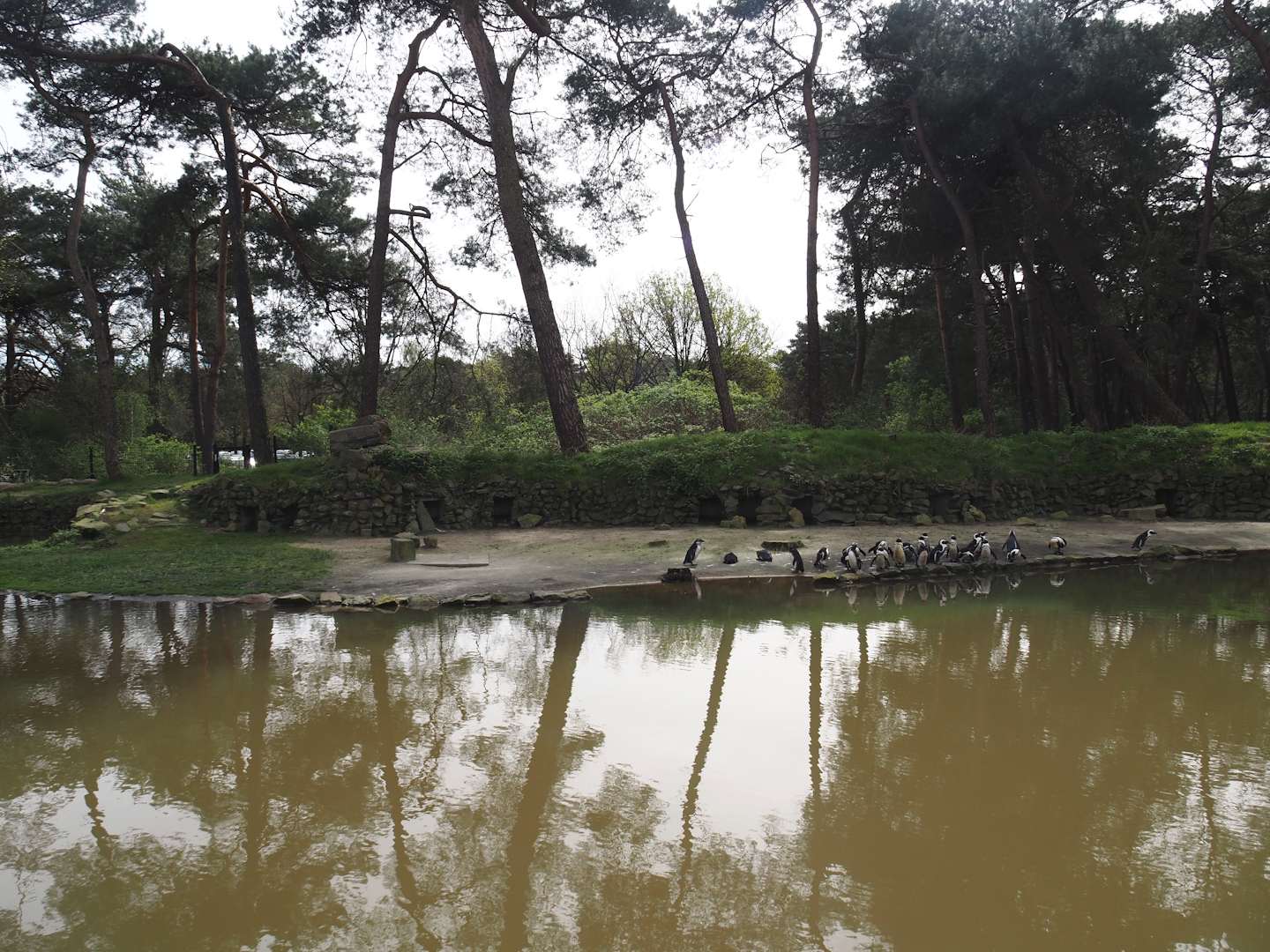 African penguin exhibit, 2024-04-06