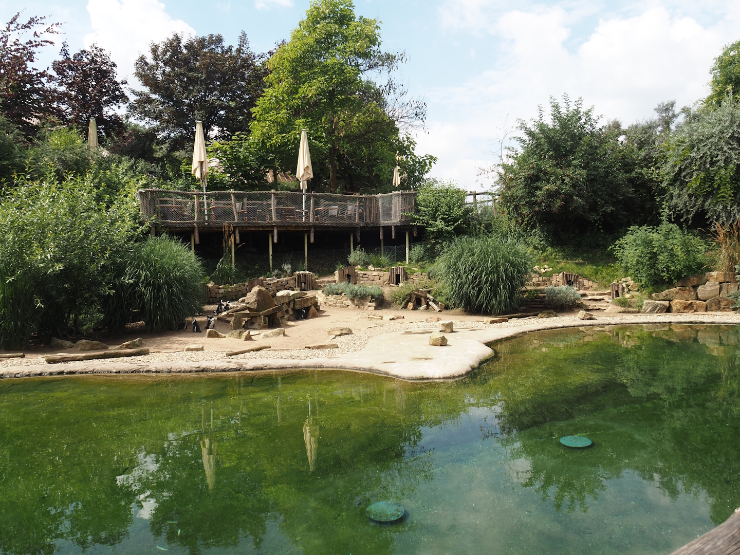 African penguin exhibit, 2024-08-05