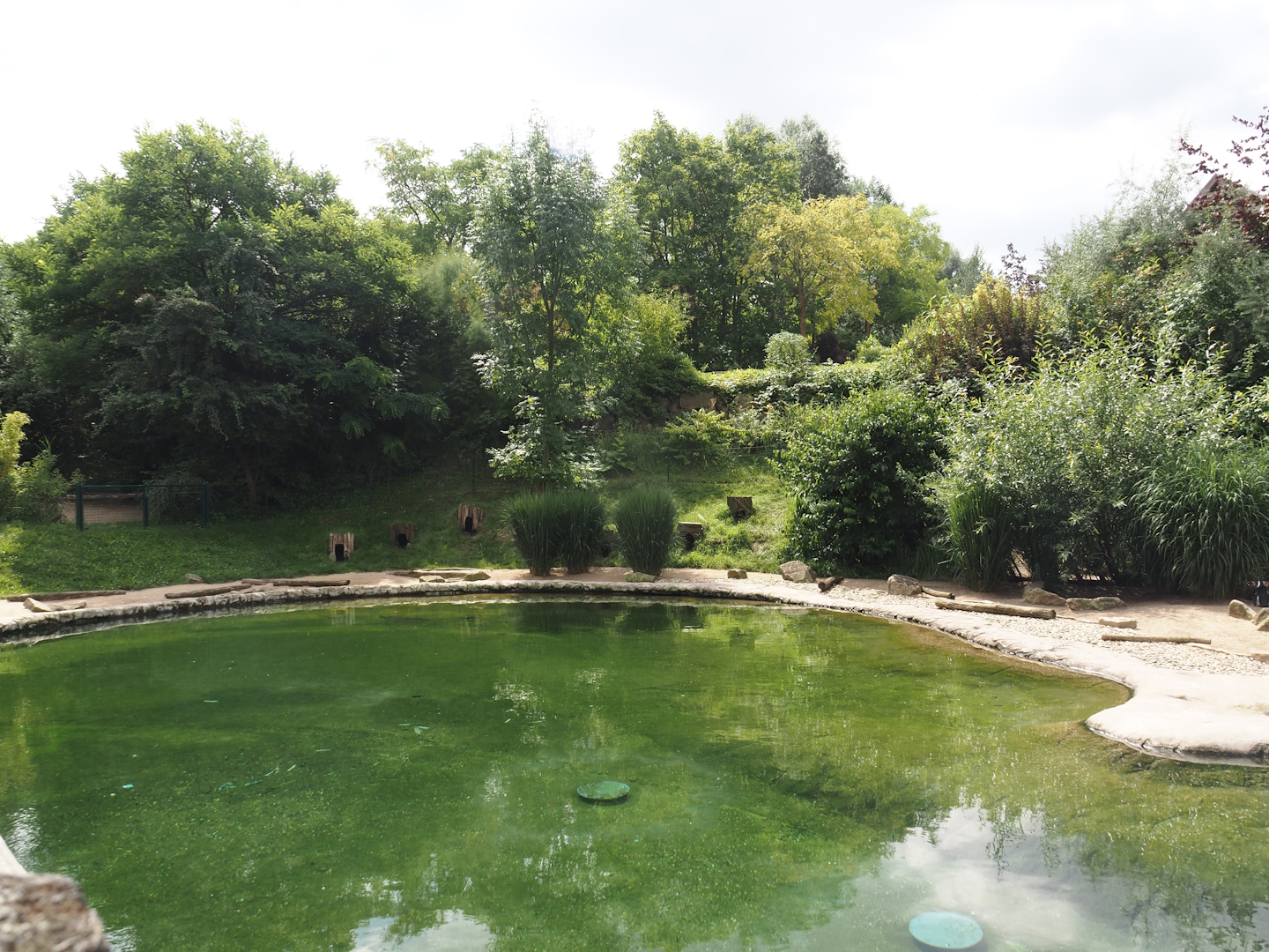 African penguin exhibit, 2024-08-05