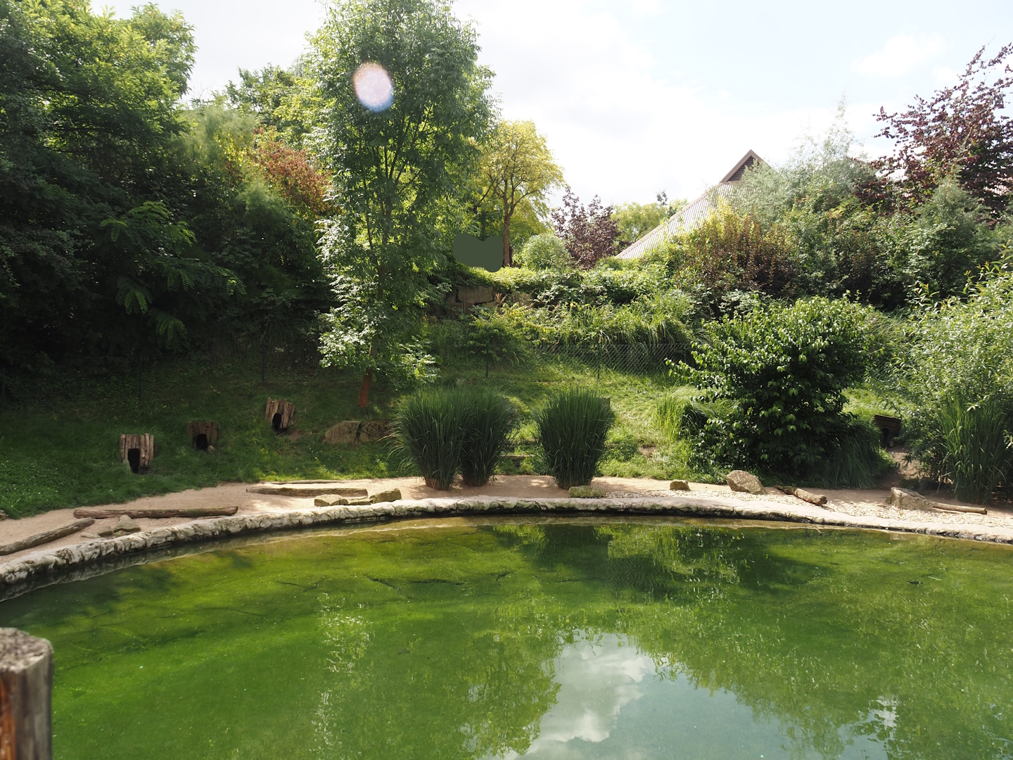 African penguin exhibit, 2024-08-05