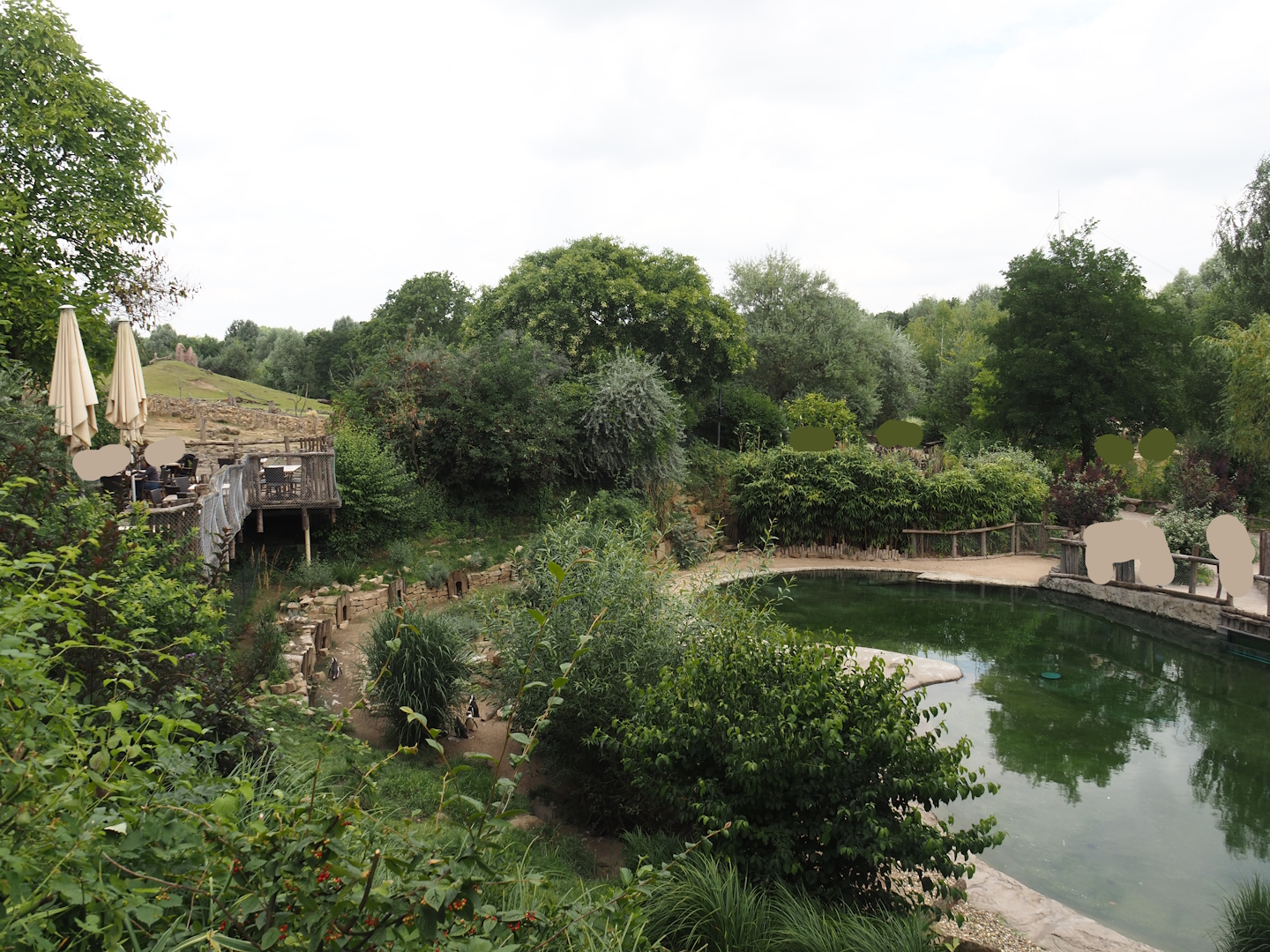African penguin exhibit, 2024-08-05