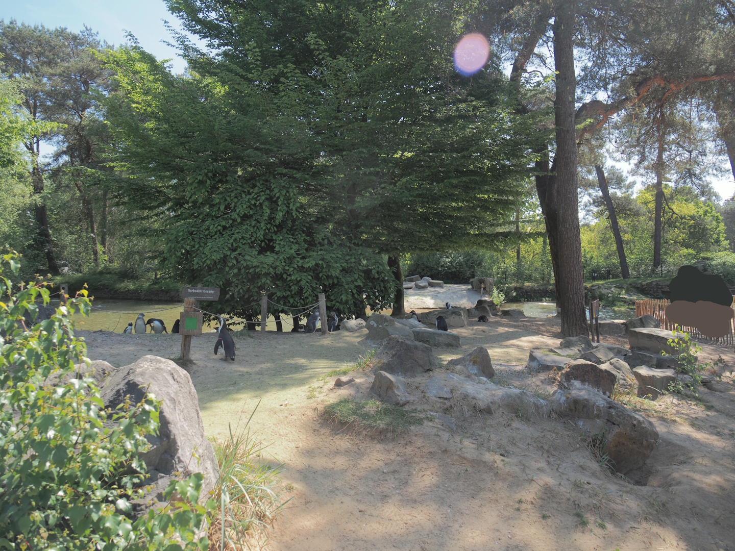 African penguin exhibit, 2025-04-30