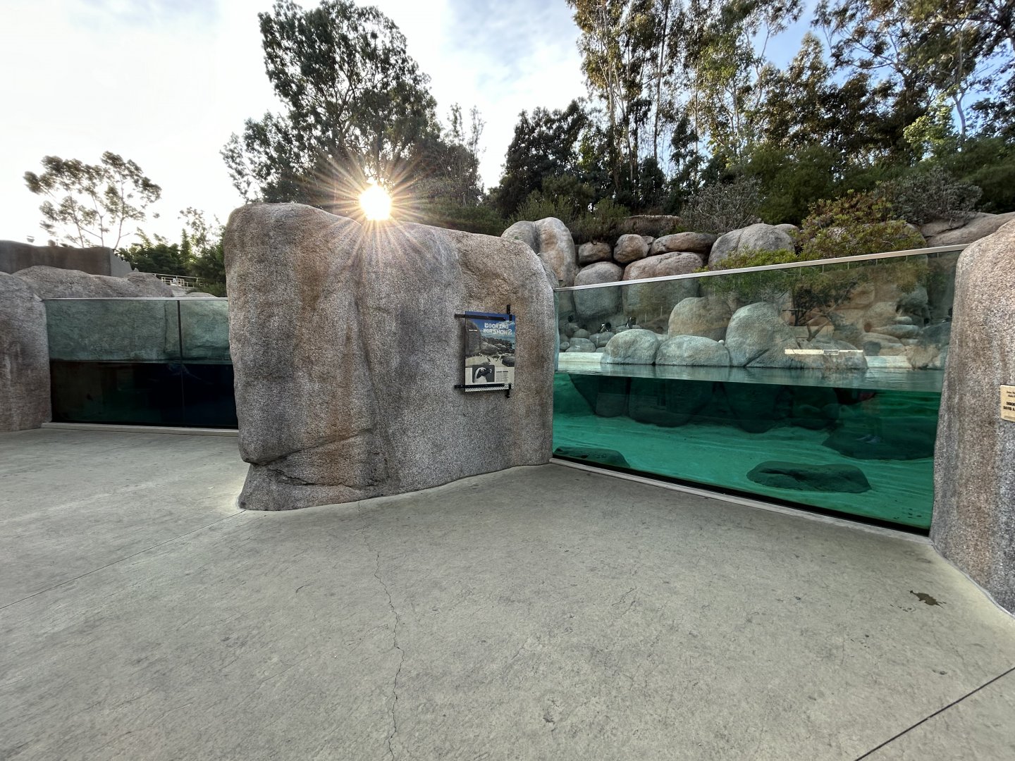 African Penguin Exhibit - Africa Rocks