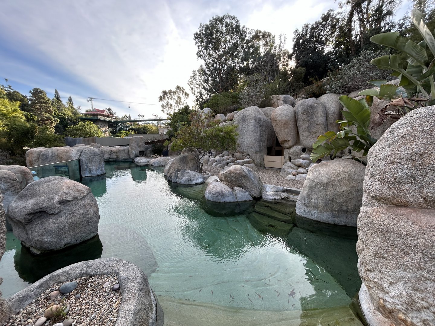 African Penguin Exhibit - Africa Rocks