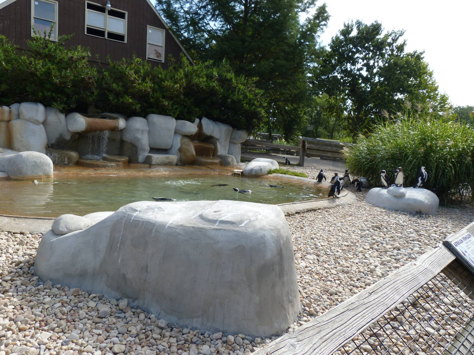 African Penguin Exhibit - August 2014