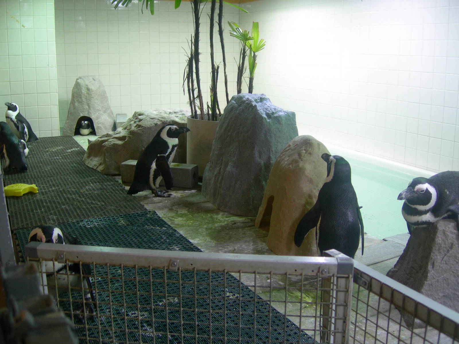 African Penguin Exhibit Behind the scenes