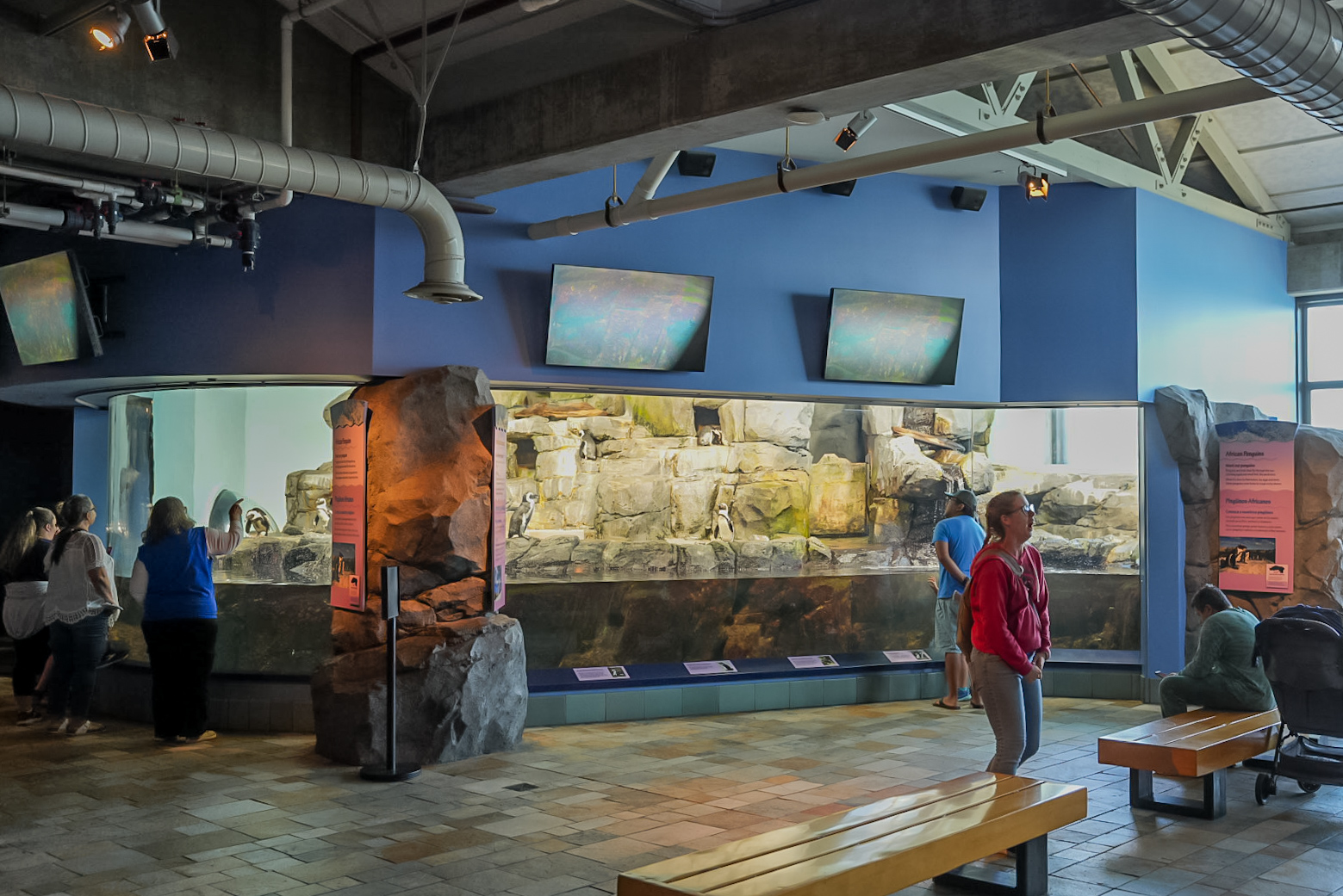 African Penguin exhibit (final look)