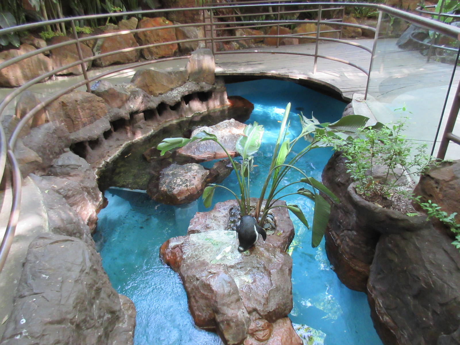 African Penguin Exhibit (half of it)