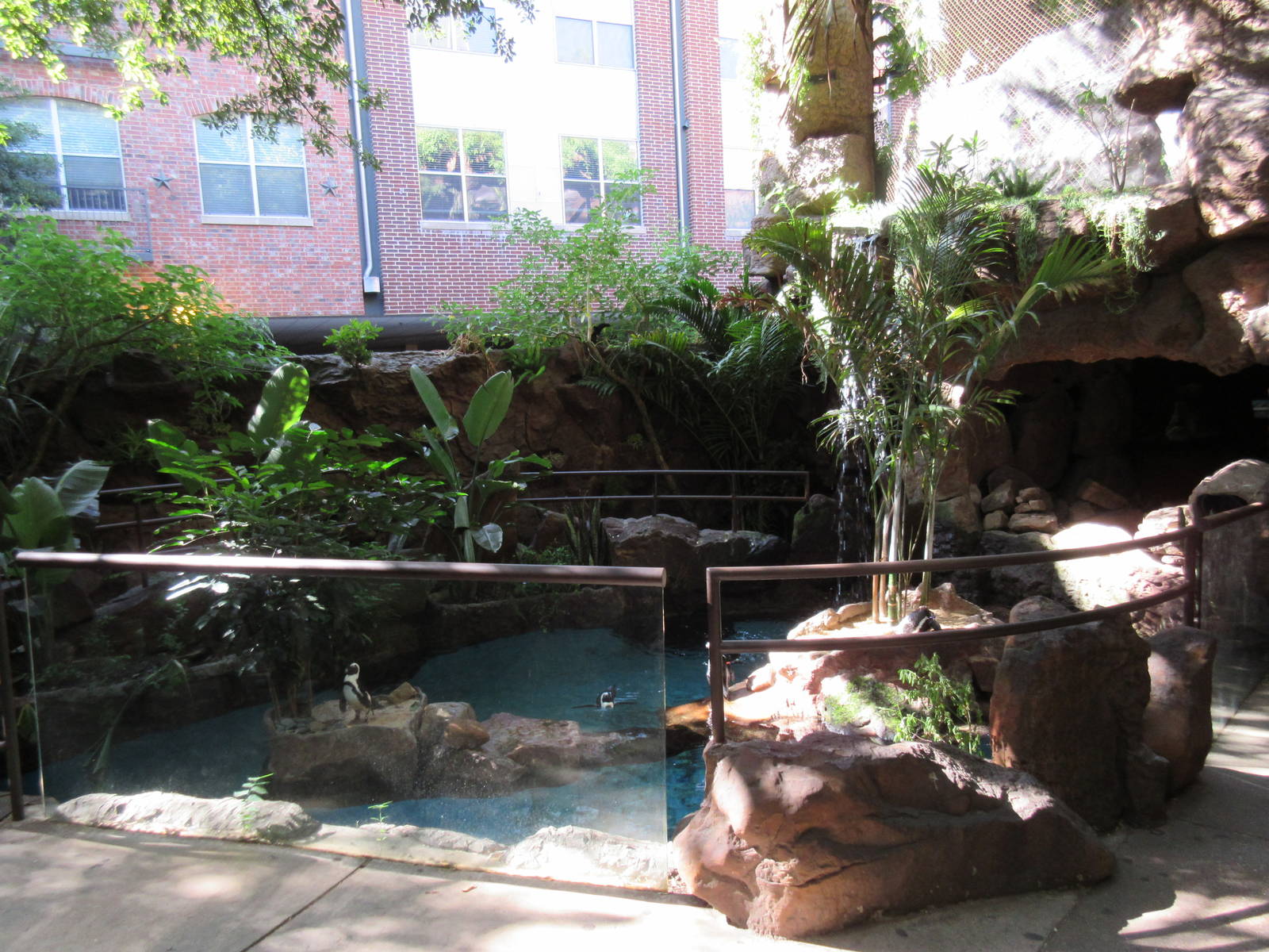 African Penguin Exhibit (half of it)