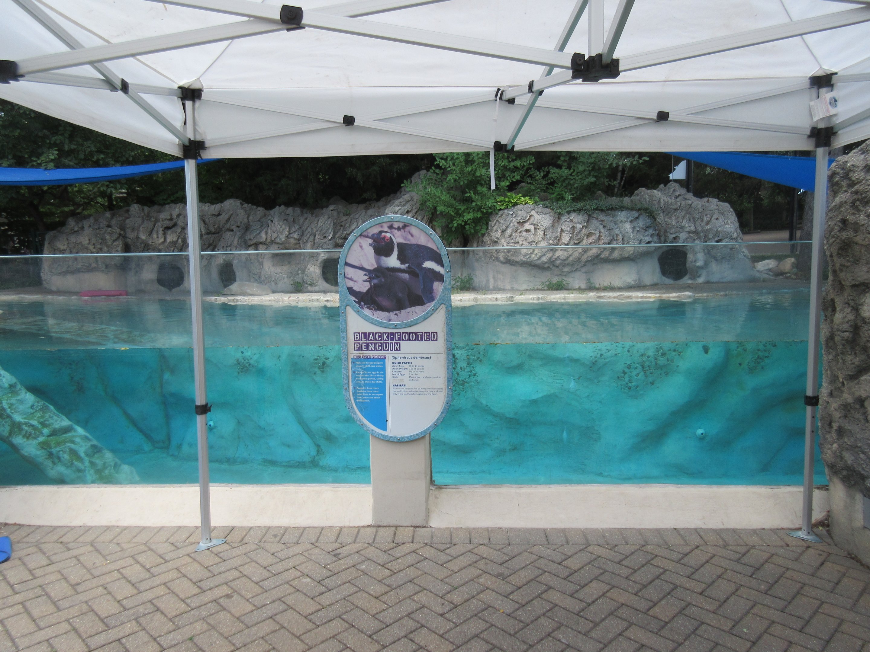 African Penguin Exhibit - Lower Viewing Area