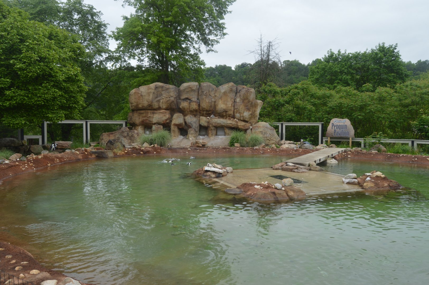 African Penguin Exhibit - Overview