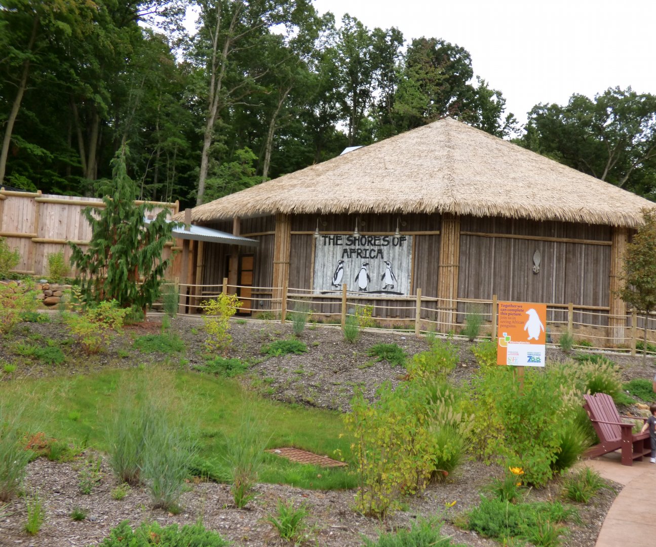 African Penguin Exhibit - Sept. 2018