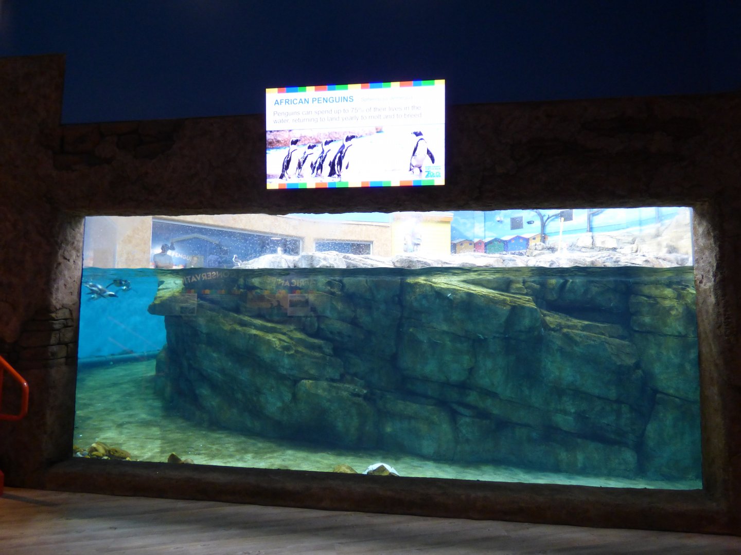 African Penguin Exhibit - Sept. 2018