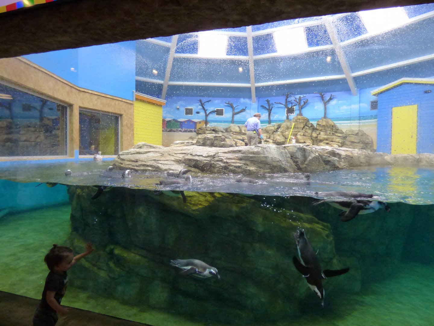 African Penguin Exhibit - Sept. 2018